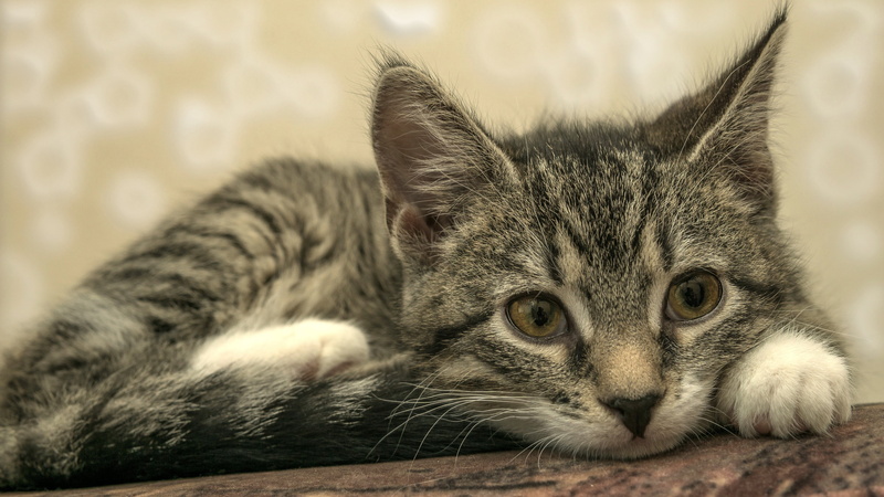 cat, lies, grey, background, 4K, look, kitty, striped, wall, face, pose