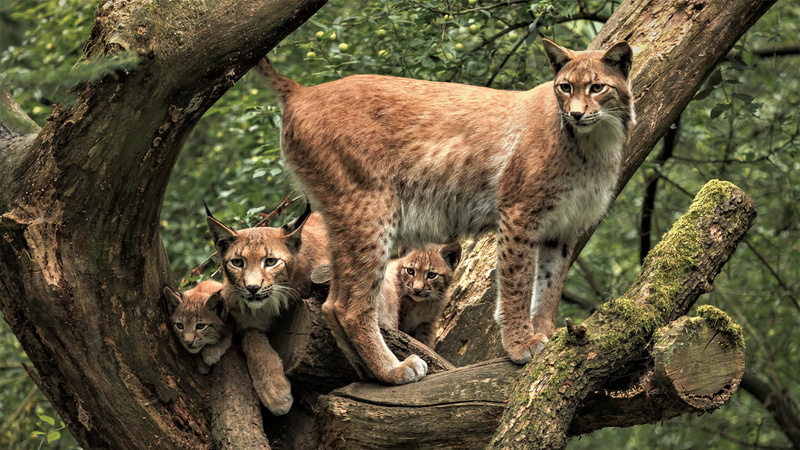 foliage, greens, forest, 4K, brood, faces, a small lynx, tree, wild cats, mom, the lynx, pose, kittens, branches, look, lynx, cubs, kids