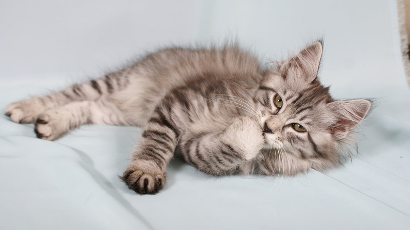adorable, cat, eyes, eye, kitten, breed, tabby, pet, furniture, one animal, egyptian cat, lying down, animal themes, cute, grey, vertebrate, puss, pets