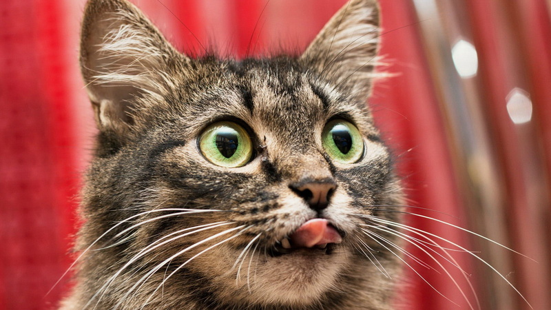tabby, look, kitten, whisker, eyes, domestic, hair, animal body part, no people, indoors, curious, fluffy, animal eye, kitty, animals, cat, pet, body part