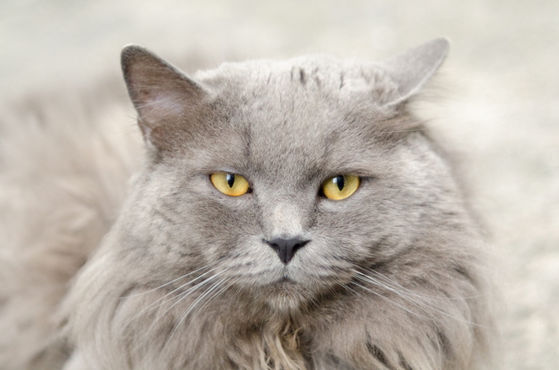 animal eye, one animal, home, close-up, animal, eyes, furry, focus on foreground, looking at camera, grey, kitty, cat, looking, domestic cat, white, domestic animals