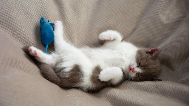 baby, sleep, background, mouse, cute, grey, toy, with spots, legs, pose, white, 4K, kitty, lies, fabric, spotted, face, sleeping, blue, cat