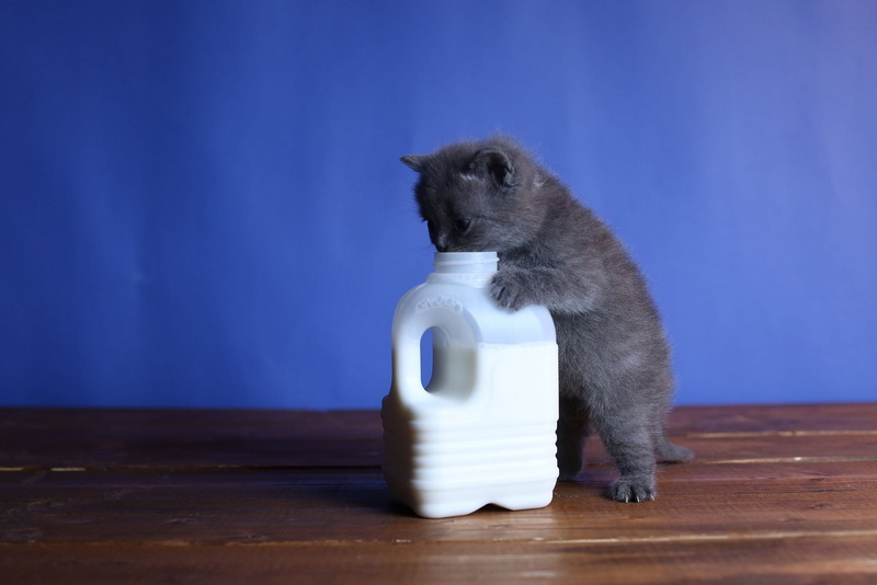 stand, Board, canister, cat, food, 1080P, baby, blue background, British, want, and not to get, milk, kitty, grey