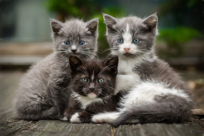 pose, grey, together, three kittens, Trinity, faces, Board, 1080P, trio, kids, look, company, friends, three, black, kittens, kitty, cats, background