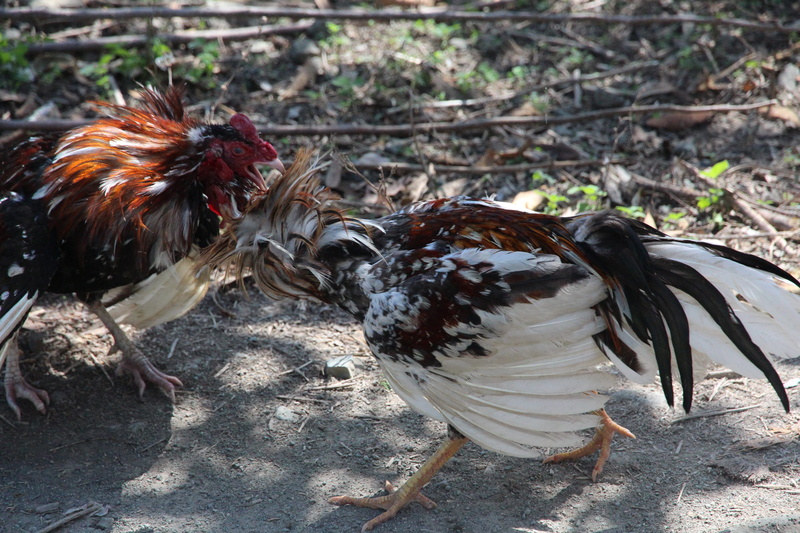 livestock, day, two animals, wrestling, poultry, animal, feathered race, group of animals, domestic animals, chicken - bird, animal themes, fight, birds