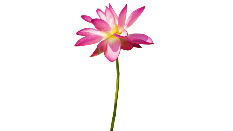 sepal, pink Color, copy space, freshness, lotus Water Lily, cutout, beauty In Nature, plant, water Lily, studio shot, fragility, isolated, growth, country