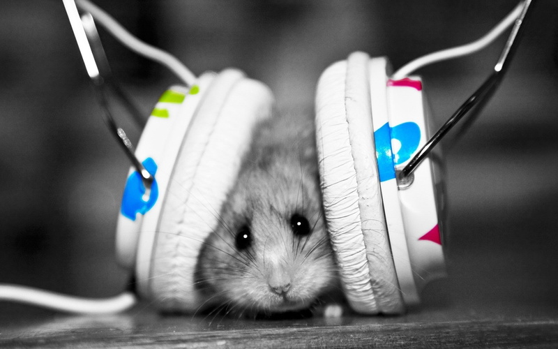 hamsters, music, headphones, selective, animals, 1080P, animal cruelty, coloring