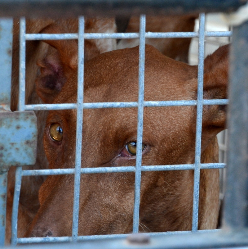 dog, looking, fence, focus on foreground, canine, dog look, 1080P, cruelty to animals, day, cage, no people, metal, brown, mammal, snout, domestic animals