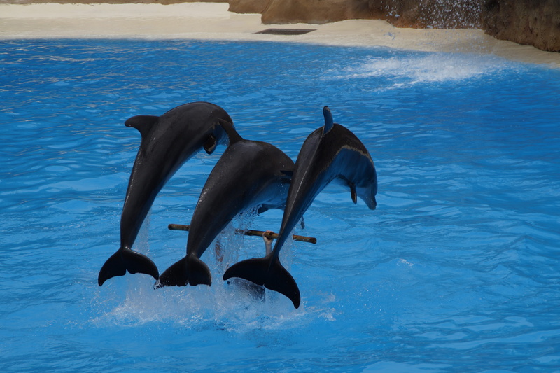 three, body, cruelty to animals, show, meeresbewohner, Dolphins, dressage, jump, tail fin, performing, aquatic mammal, Dolphin, vertebrate, train, no people