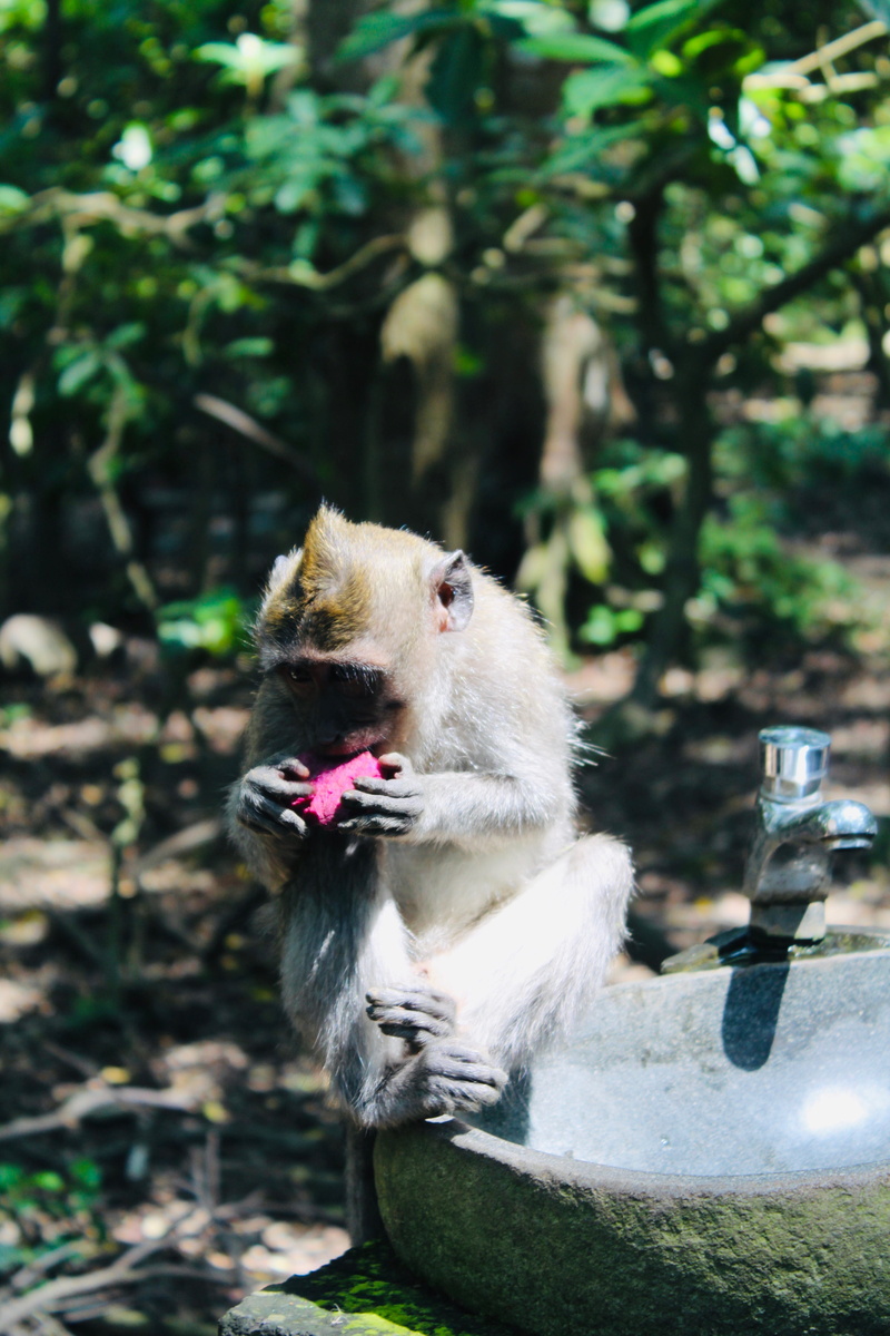primate, monkey forest, animal themes, sitting, monkeys, day, plant, farm, vertebrate, monkeyforest, sunlight, close-up, shelter, funny, land, green, asia