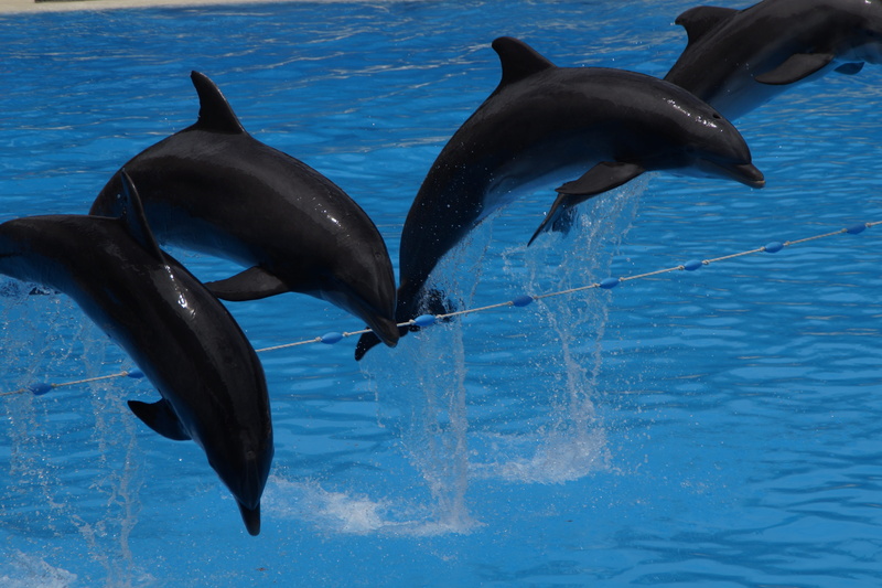 animal wildlife, animal themes, animals, Dolphins, meeresbewohner, pinball, Swim, performing, Marine Mammals, water creature, synchronous, train, water
