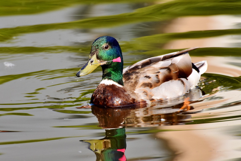 no people, poultry, torment, cruelty to animals, nature, mallard, vertebrate, mandarin duck, duck, swimming, abuse, outdoors, male, one animal, animal themes