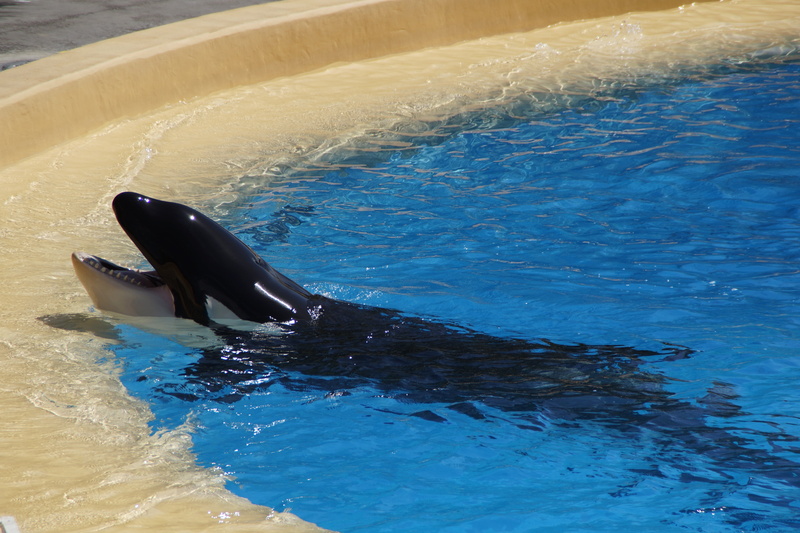 tooth, swimming, animal wildlife, zoo, sea life, tail fin, 5K, mammal, pool, vertebrate, marine, beck edge, day, killer, dolphin, motion, orka, aquatic mammal