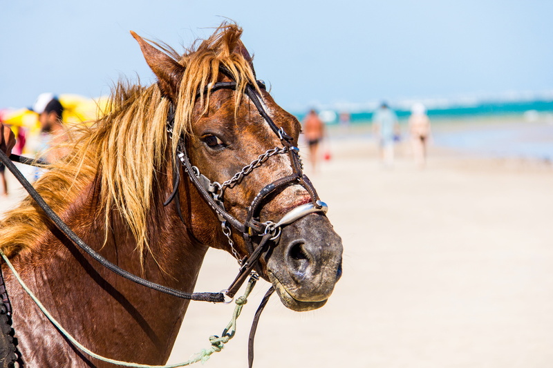 animal wildlife, 5K, animal head, anima, beach, day, one animal, sea, focus on foreground, outdoors, domestic animals, animal, cruelty to animals, working animal
