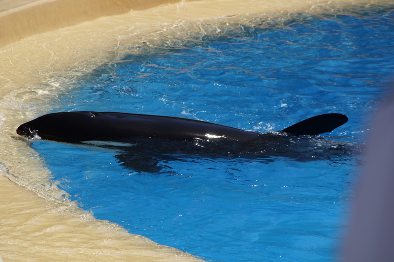 loropark, animal body part, animal themes, animals in the wild, animal, cruelty to animals, vertebrate, swimming, swimming pool, aquatic mammal, orcinus orca