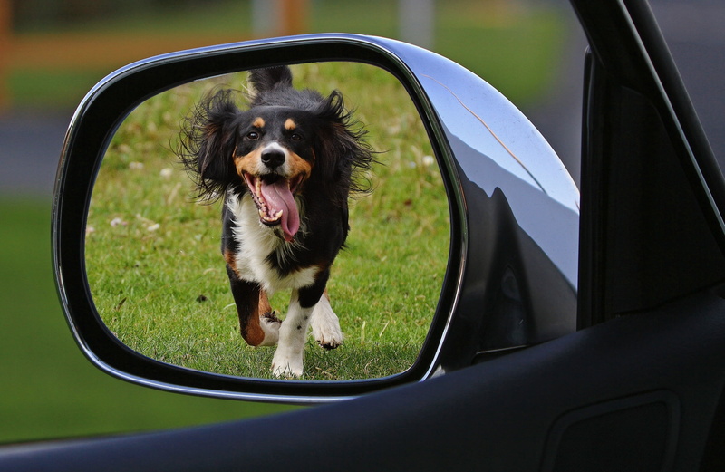 sad, transportation, motor vehicle, panting, cruelty to animals, mammal, mouth open, domestic animals, window, animal mouth, canine, domestic, adult, mouth