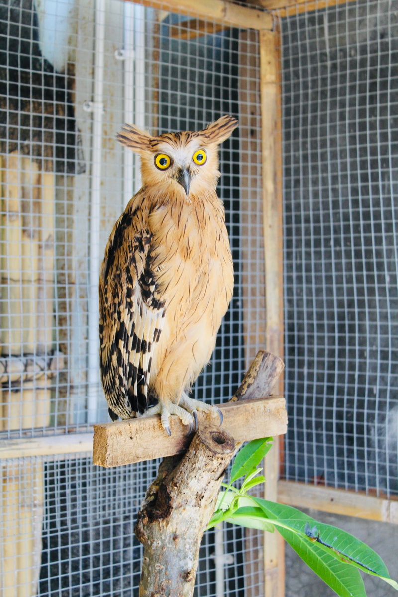 cage, animal, bali, animals in the wild, zoo, farm, perching, day, animal themes, looking at camera, animal wildlife, asia, animal shelter, metal, bird of prey