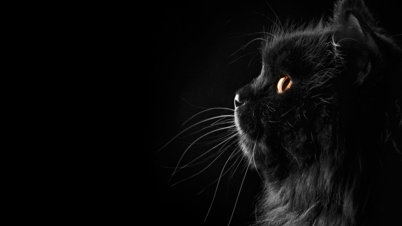 one animal, animal themes, animal body part, no people, cat, animal eye, dark, animals, black, domestic animals, vertebrate, animal mouth, black cat, black background