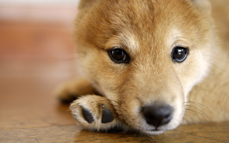 art, Innocent, dog, cute, puppy, animals, hd, 720P, Cute Puppy, dogs