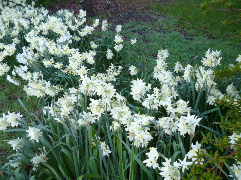 nature and landscapes, innocent, flowers, jonquils, white, spring, 1080P, garden