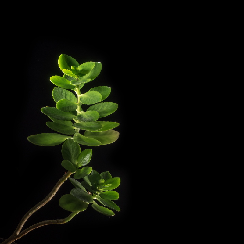 beginnings, lilies, black background, plant part, vulnerability, no people, nature, freshness, spring, fragility, beauty in nature, black, indoors, orchid