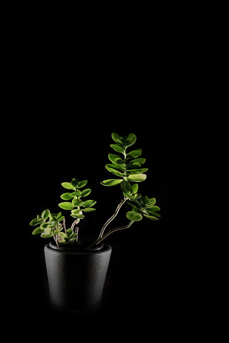 seedling, flower pot, lighting, gardening, green color, no people, 5K, Flower, cut out, small, food, growth, black, food and drink, studio shot, Nature