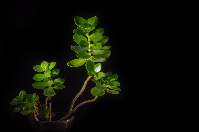 food, growth, lilies, nature, herb, green color, lighting, copy space, beauty in nature, food and drink, indoors, 2K, leaf, freshness, green, plant part