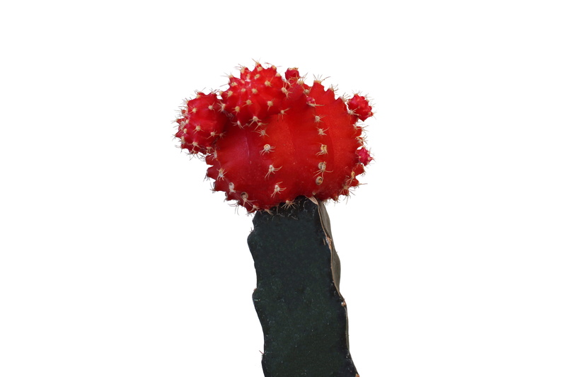 hot, green, nature, copy space, spike, red, white, no people, homedecor, clean, thorn, fruit, moon, healthy eating, cacti, sign, plants, desert, studio shot