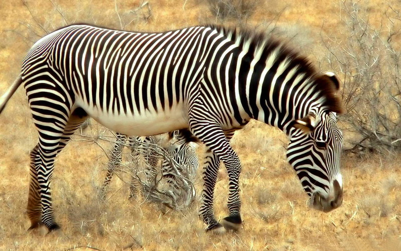 animal wildlife, field, grass, laptops, day, herbivorous, two animals, zebra, outdoors, vertebrate, group of animals, safari, mammal, grazing, animal markings