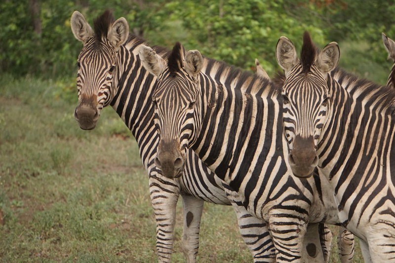 field, plant, animal themes, outdoors, animal, focus on foreground, grass, zoo, safari, animal markings, green, savanna, beside, group of animals, zebras