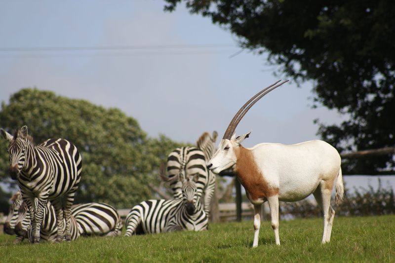5K, exotic, animal wildlife, zebra, tree, vertebrate, jungle, wildlife, herd, plant, mammal, animal, herbivorous, grass, animals in the wild, land, outdoors