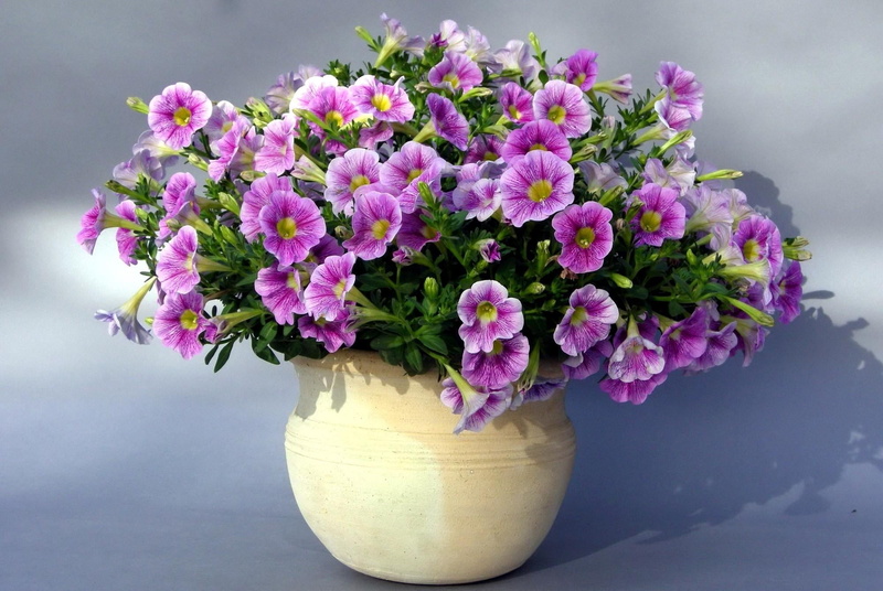 flower, vase, color Image, decoration, springtime, gardening, blossom, leaf, vulnerability, botany, backgrounds, fragility, beauty In Nature, indoors, table