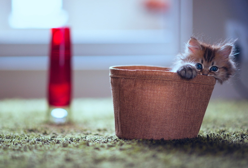 animal, no People, looking at camera, fur, tabby, fluffy, small, purebred Cat, young Animal, 1080P, indoors, one Animal, paw, fun, kitten, portrait, planters
