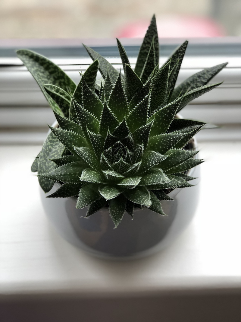 food and drink, planter, focus on foreground, green color, succulent plant, medicine, pot, table, ceramic, focus, houseplant, indoors, photography, plant