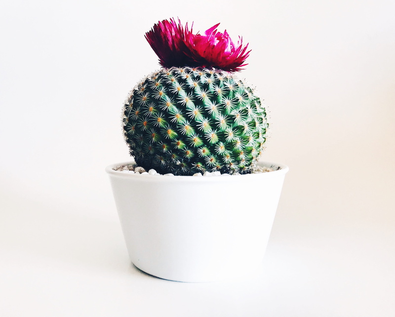 plant, no people, potted plant, green, pink color, spiked, pink, studio shot, food, cactus, thorn, food and drink, white background, flower, planter, pot