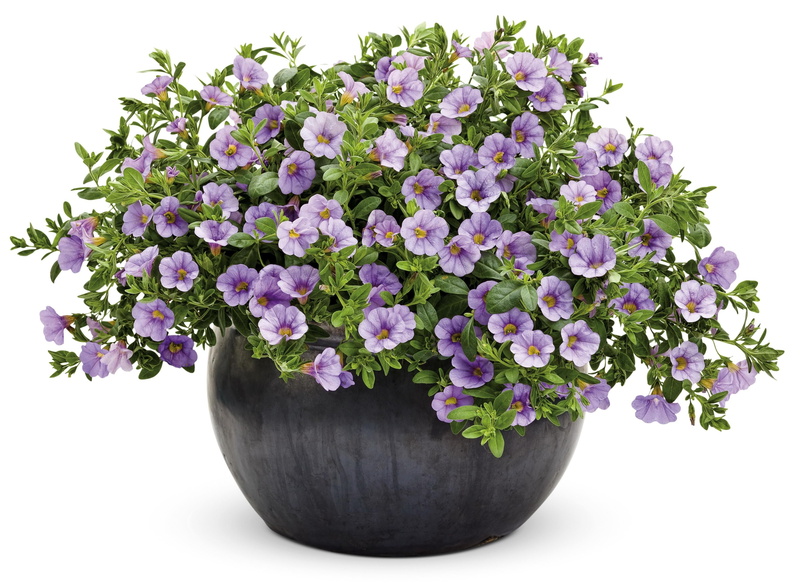 flowers, lilac, plant, growth, green Color, ornate, gardening, indoors, flowering plant, decoration, planters, potted plant, bell, white, vulnerability