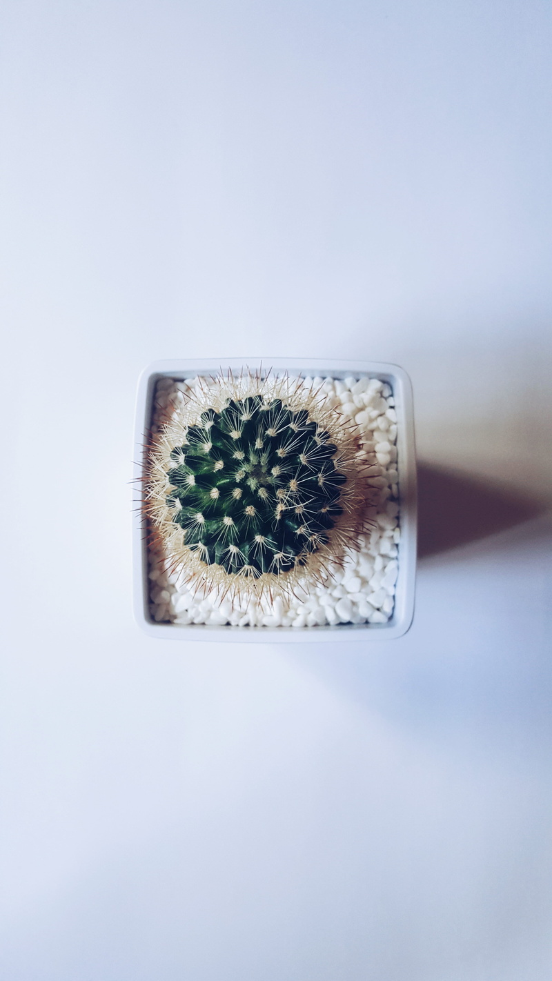 planter, copy space, food and drink, wellbeing, rocks, directly above, 5K, spikes, indoors, white, flower, pot, white background, plant, cactus, still life