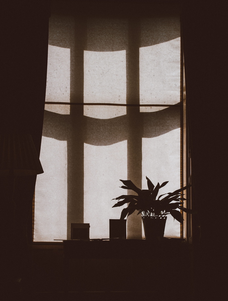 palm tree, potted plant, 4K, house, planter, building, tropical climate, silhouette, day, architecture, built structure, potted, nature, pot, wall - building feature