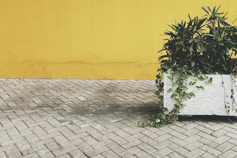 growth, pot, outdoor, leaf, wall - building feature, architecture, tile, warm, paving stone, corner, foliage, ground, paving, built structure, green, leafed