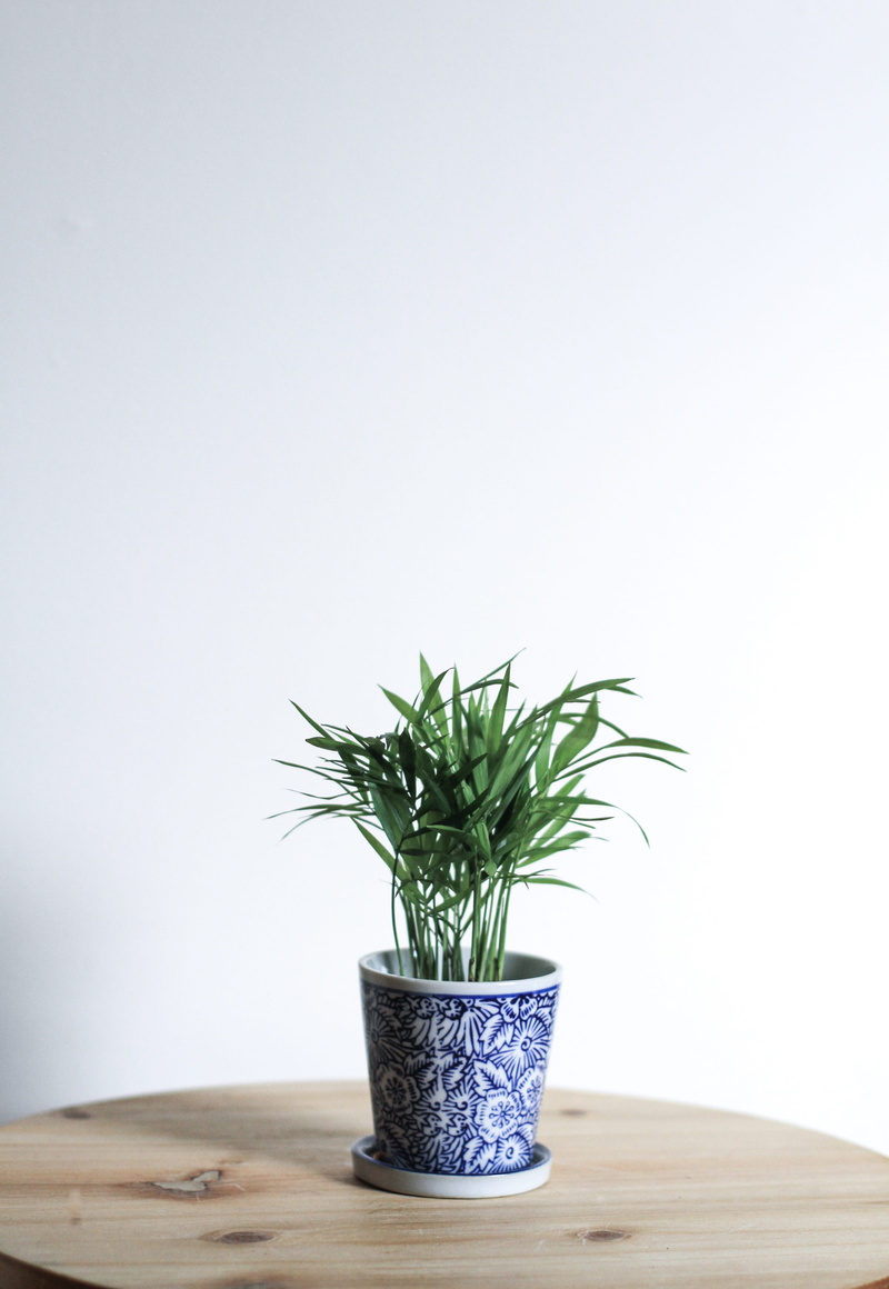 flower pot, planter, house plant, potted plant, wall - building feature, green color, wall, vase, indoors, day, plant part, plant, floral, nature, no people
