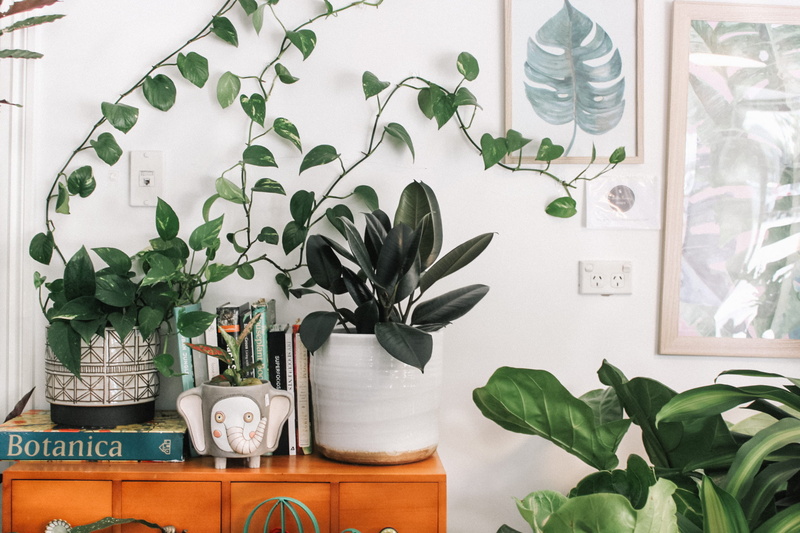 1080P, flowering plant, green color, pot, plants, vase, green, indoors, day, indoor, no people, shelf, plant, plant part, greenery, potted plant, houseplant