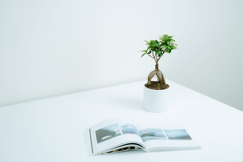 indoors, opened, flowering plant, white, white color, publication, pot, table, green, near, growth, leafed, 4K, houseplant, nature, no people, decor, book