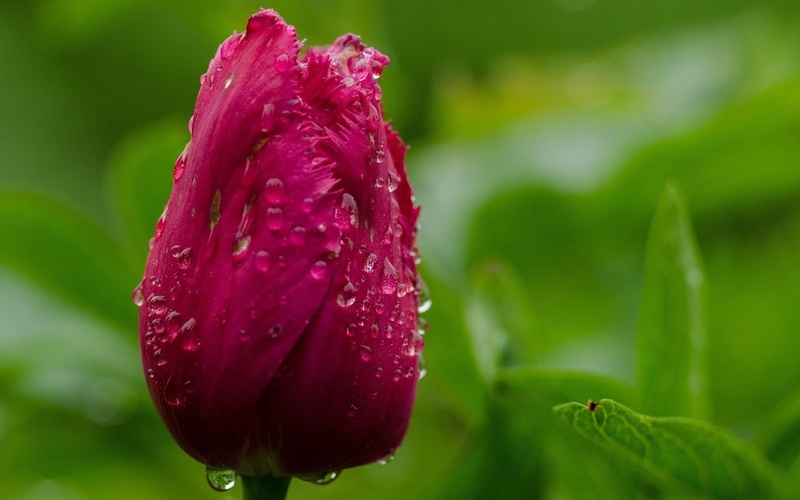 growth, water, vulnerability, wet, springtime, flowers, raindrop, flower head, inflorescence, focus on foreground, freshness, no people, outdoors, plants