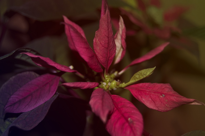 5K, flowering plant, selective focus, leaf, green, petal, nature, colorful, outdoors, plant, leaves, plants, plant part, inflorescence, vulnerability