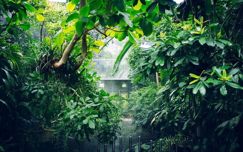 architecture, beauty in nature, photography, pot, branch, outdoors, plant part, leaf, foliage, growth, green color, no people, tranquility, tree, plant