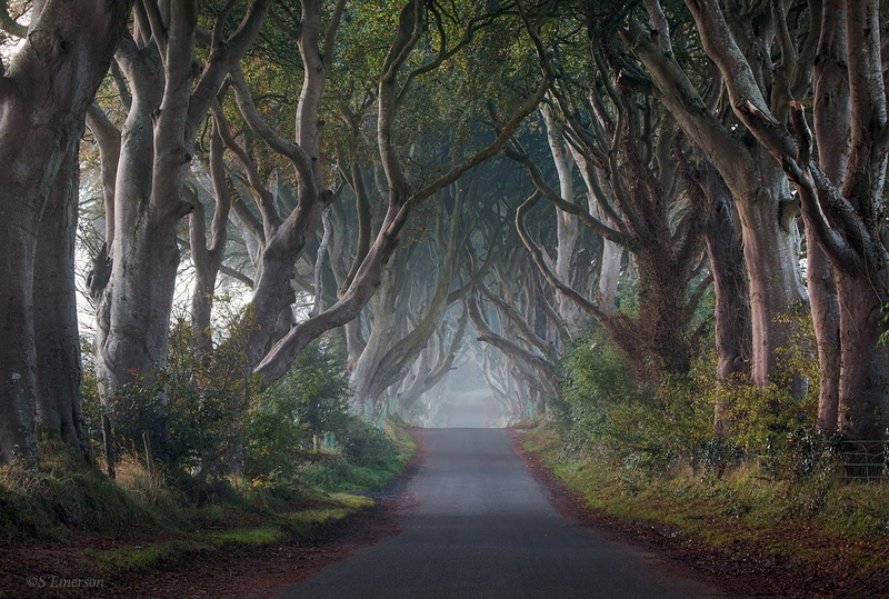no people, mist, day, road, pot, tranquil scene, transportation, trunk, non-urban scene, brown, direction, land, outdoors, nature, tree, branch, the way forward