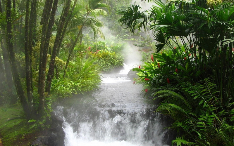 green, landscape, green color, growth, beauty in nature, rainforest, motion, water, waterfall, tree, nature, scenics - nature, tranquility, leaf, 1080P