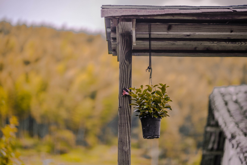 land, house, forest, day, 5K, pottery, flower, brown, woodland, wood, tree, field, plant, vegetation, built structure, flora, wood - material, focus on foreground