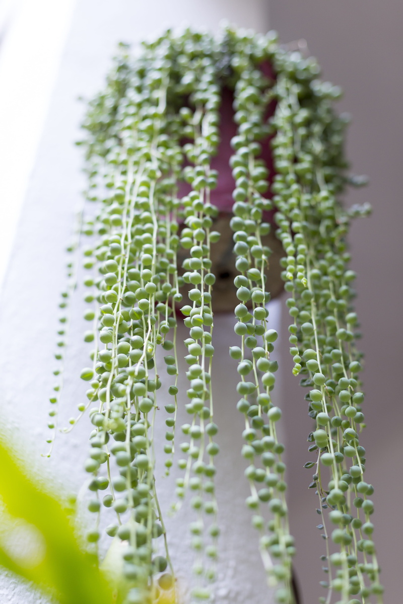 flowerpot, 5K, healthy eating, selective focus, still life, no people, rosario, green, beauty in nature, plants, food, spring, leaf, plant part, freshness