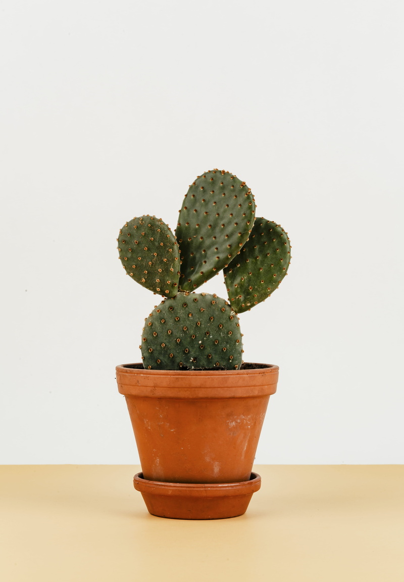 plant, nature, cut out, succulent, studio shot, copy space, green color, no people, close-up, cactus, flowerpot, indoors, botany, table, potted plant, flower pot